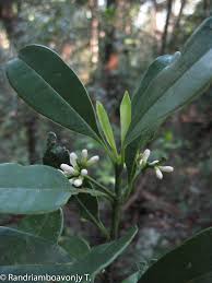 Image result for Craterispermum
