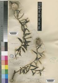 Image result for Dicoma anomala