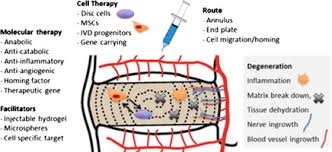 Advancing The Cellular And Molecular Therapy For Intervertebral Disc Disease Sciencedirect