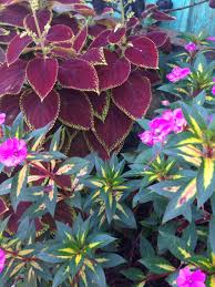 Jardines Rurales Jinotega Nicaragua Succulents Plants Nicaragua