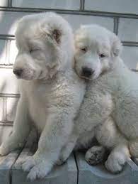 alabayjyklar turkmen coban kopegi alabay yavrulari turkmenistan turkmenleri cute animals animals beautiful cute puppies
