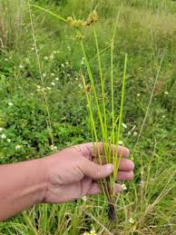 Image result for Cyperus derreilema
