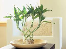 We have shipped the finest dracaena sanderiana from thailand. How To Use Lucky Bamboo For Good Feng Shui