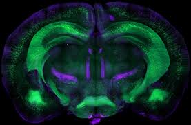 Image result for Ctenium somalense