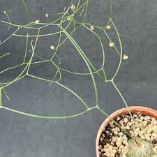 Image result for Schizobasis intricata
