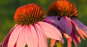 To keep this plant healthy, make sure you water it regularly and that it's planted in rich soil. 2