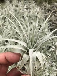 Image result for Oldenlandia rupicola