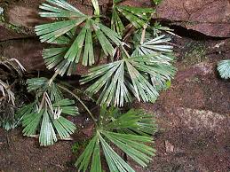 Image result for Actiniopteris radiata