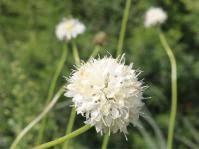 Image result for Equilabium laxiflorum