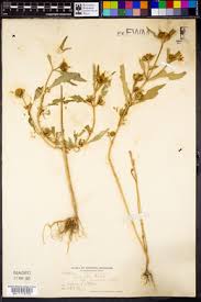 Image result for Bidens buchneri