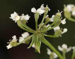 Image result for Berula erecta