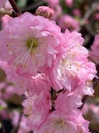 Image result for mandloň trojlaločná