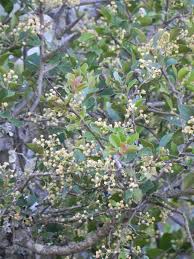 Image result for Scolopia mundii