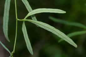 Image result for Adenia stenodactyla