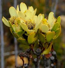 Image result for Protea welwitschii