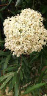 Image result for Buddleja saligna