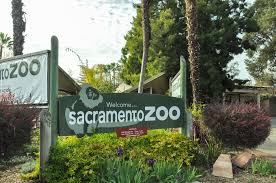 Home to native, rare & endangered species. Tiger Killed At Sacramento Zoo The Aggie