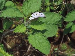 Image result for Heliotropium indicum