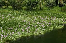Menumbuhkan violet afrika dalam air dari daun biasanya merupakan cara yang baik untuk mendapatkan tiruan dari tanaman induk meskipun beberapa warna violet akan menghasilkan tanaman dengan bunga berwarna solid. Tumbuhan Yang Hidup Di Air Enceng Gondok Si Gulma Yang Bermanfaat Semua Halaman Bobo