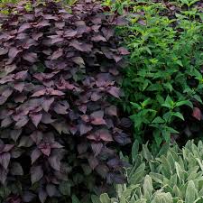 Plant as a specimen or massed in mixed. How To Grow The Herb Shiso Perilla Gardening Advice The Guardian
