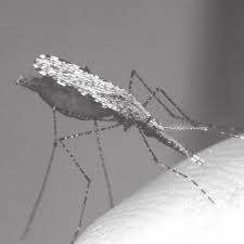 Ann ripley's horticultural heroine, louise eldridge, enchanted mystery lovers of all varieties in death of a garden pest and mulch. Pdf Exploring The Diversity Of Flies Diptera