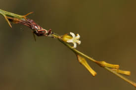 Image result for Thesium dolichomeres