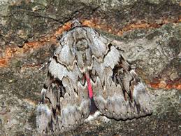 Image result for Catocala electa