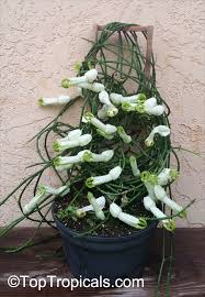 Image result for Ceropegia filipendula