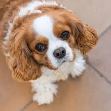Der cavalier king charles spaniel ist eine von der fci (nr. Cavalier King Charles Growth Chart Puppy Weight Calculator