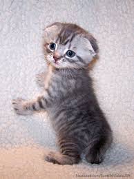 Click The Photo If You D Like To See More Cute Cat Photos Catloverscommunity Munchkin Cat Munchkin Cat Scottish Fold Cute Cats Photos