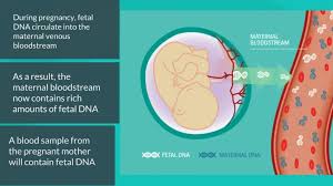 How do i get a prenatal paternity test? Prenatal Dna Paternity And Dna Testing Face Dna Test