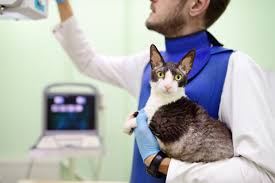 It is our mission to treat each pet as if they are a member of our own family. Radiology Animal Diagnostic Imaging Stockton Ca Hardin Animal Hospital