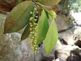 Image result for Thecacoris spathulifolia