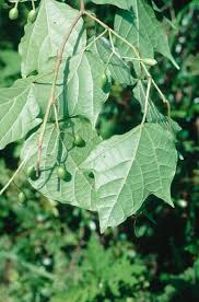 Image result for Alangium chinense