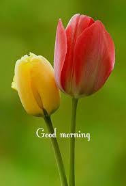 Pin By Melody Bearce On Greetings Good Morning Flowers Morning Flowers Good Morning Picture