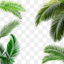 Palm Leaf Palm Leaf Clipart Leaf Clipart Png Transparent Clipart Image And Psd File For Free Download In 2020 Leaf Clipart Leaf Background Leaves