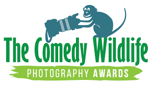We did not find results for: Enter Now Comedy Wildlife Photography Awards Conservation Through Competition