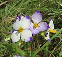 Image result for Exacum oldenlandioides