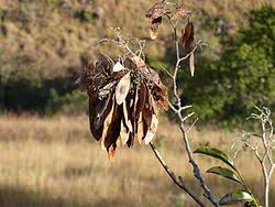 Image result for Dalbergia acutifoliolata