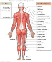 Major Posterior Muscles Anatomy Human Muscular System Muscle Diagram Muscle Anatomy