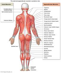 Almost every muscle constitutes one part of a. Major Posterior Muscles Anatomy Human Muscular System Muscle Diagram Muscle Anatomy
