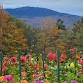 A Monadnock Gardening Day: Gardening for Sanity