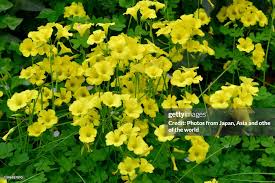 Image result for Oxalis pes-caprae