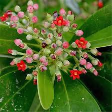 Image result for Canellaceae