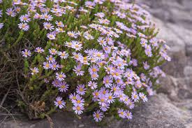 Image result for Felicia filifolia