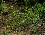 Image result for Jamesbrittenia micrantha