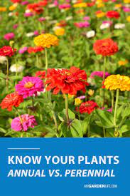 Know Your Plants Annual Vs Perennial In 2021 Perennials Gardening For Beginners Annuals Vs Perennials