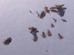 Image result for lice vs nits