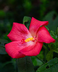 Image result for Abelmoschus