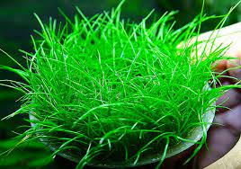Riccia flitans jenis tanaman aquascape tanpa adanya co2. 12 Jenis Tanaman Karpet Aquascape Yang Mudah Untuk Pemula Hobinatang